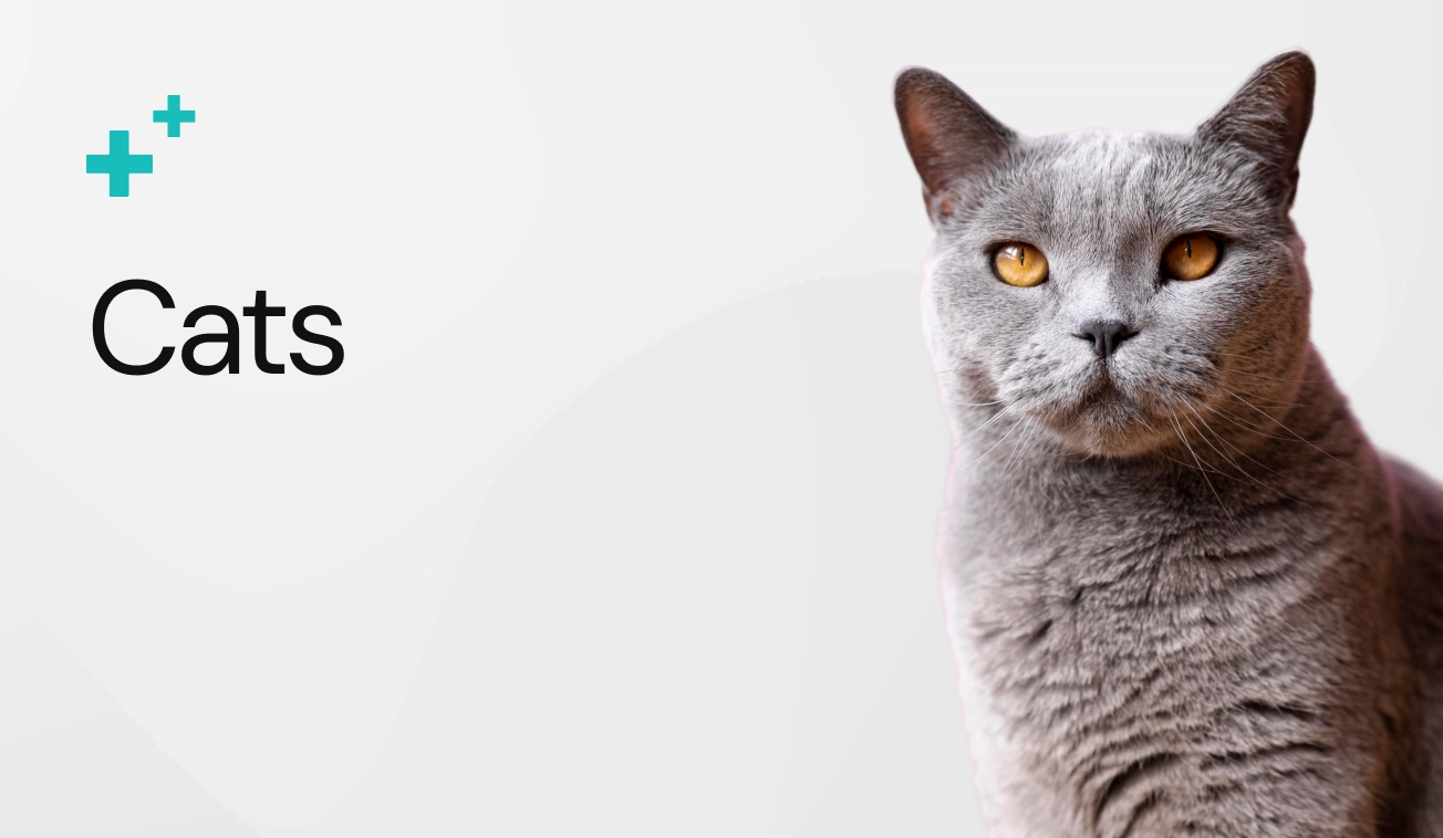 Sección Gatos - Farmacia Veterinaria