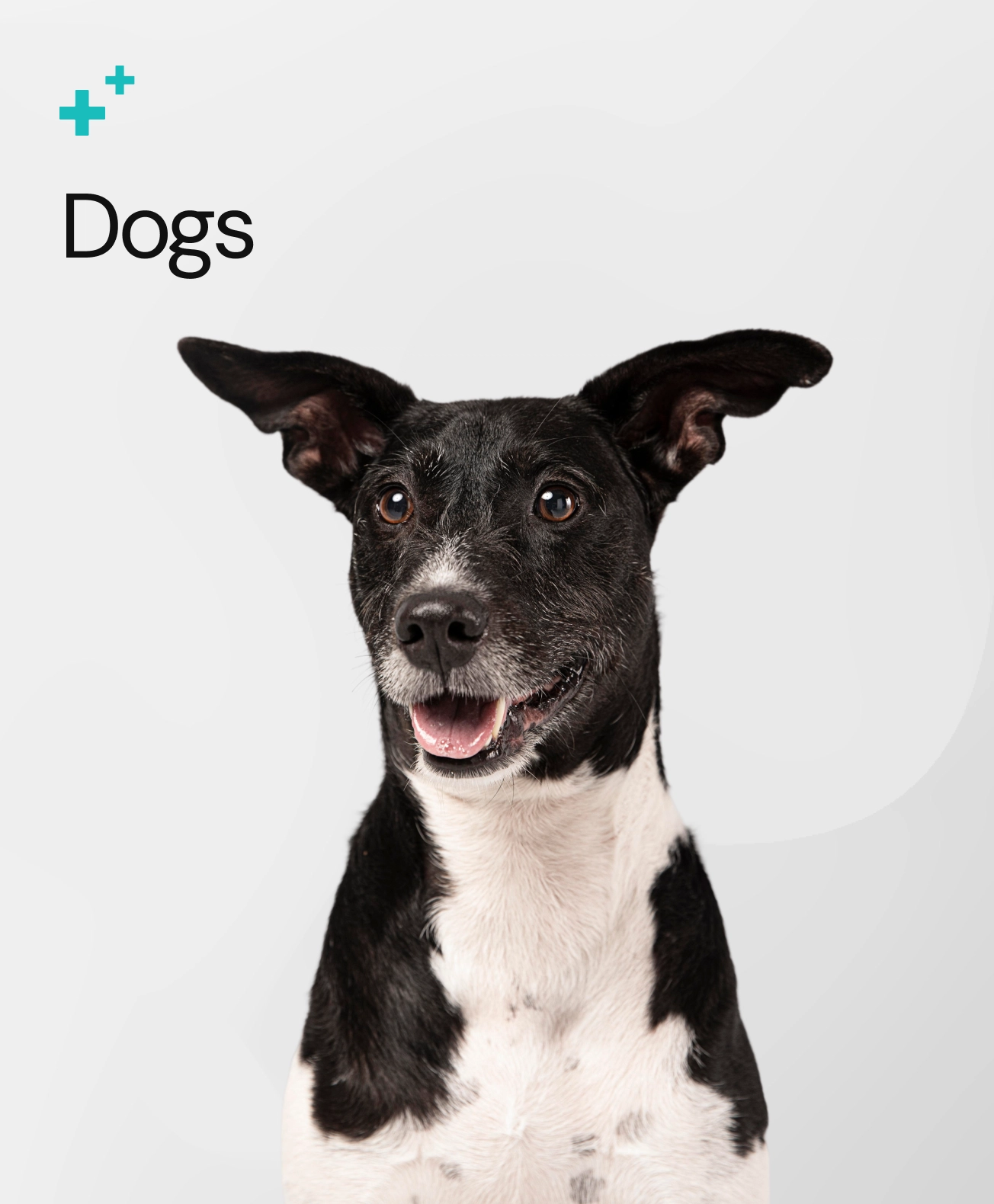 Sección Perros - Farmacia Veterinaria