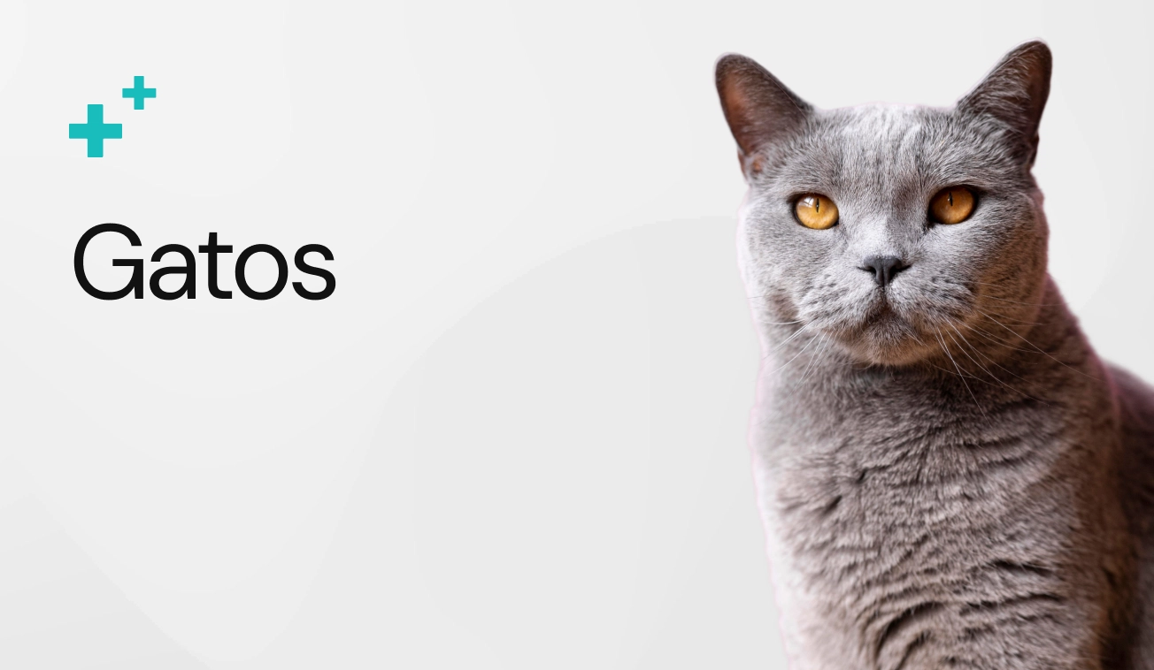Sección Gatos - Farmacia Veterinaria