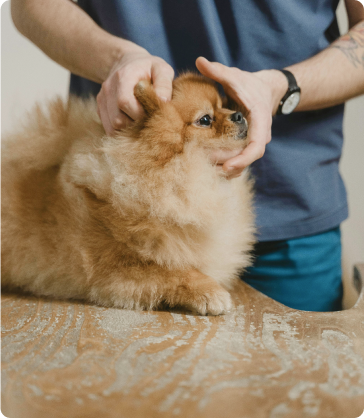 Perro en revisión