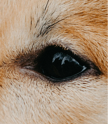 Primer plano de perro