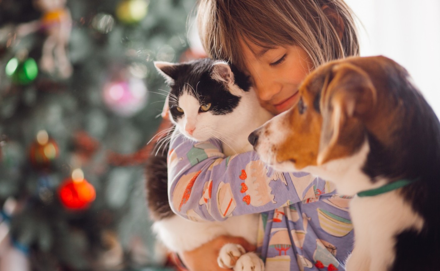 Todo lo que Debes Saber sobre el Calicivirus Felino: Síntomas, Tratamiento y Prevención